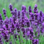 LW_LAVENDER_PLANTS_HIDCOTE_1080x.jpeg