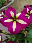 Atch 3 - Petunia Fushia with Yellow Stripe-different pattern.jpg