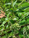 Tall, broad leaf - unripe.jpg