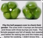 Pepper Gender - 21.jpg