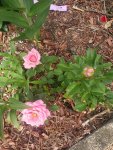 20210626_065219.jpg