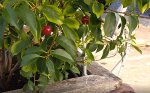 CHerries on tree LR.jpg