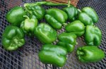 green bell peppers.jpg