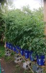 tomato plants.jpg