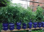 tomato plants;..jpg