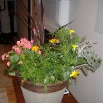 plant1.jpg plant1.jpg