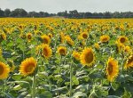 Sunflowers- 21.JPG