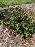 HoneyBerry_1.jpg