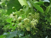 Lime-flowers-4.jpg