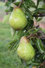 packhams-triumph-pear-superplants-bg-4.jpg