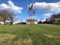 October Glory Red Maples x.jpg