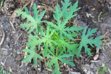 papaya-seedling.jpg