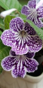 Streptocarpus 'Blue Ice'.jpg