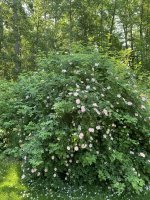 C456B488-1B8C-4915-A9C0-133DAE8B1C83.jpeg