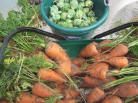 sprouts carrots 2022.JPG