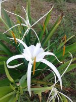 Spider lily 2.jpg