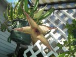 Star fish 2015 004.JPG Star fish 2015 004.JPG