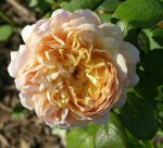 Julia Child rose.jpg