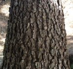 tree bark - trunk 15.jpg