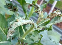 Bugs on Broccoli.jpg