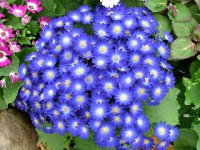 flower.jpg