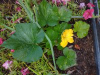 IMG_20220620_074657783.jpg