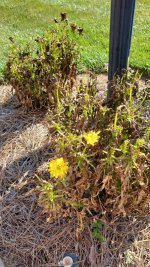 Dead Marigolds.jpg