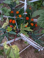 Dying plant 8-4.jpg Dying plant 8-4.jpg