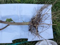 Dead plant roots A.jpg Dead plant roots A.jpg
