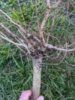 Dead plant roots B.jpg Dead plant roots B.jpg