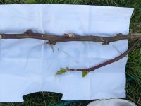 Dead plant stem.jpg Dead plant stem.jpg