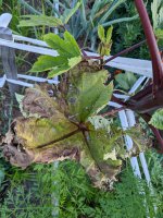 Dead leaf A.jpg Dead leaf A.jpg