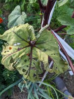 Dead leaf B.jpg Dead leaf B.jpg