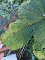 Early signs of leaf distress A.jpg Early signs of leaf distress A.jpg