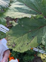Early signs of leaf distress B.jpg Early signs of leaf distress B.jpg