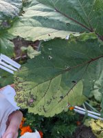 Early signs of leaf distress B.jpg