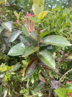 ixora leave turning brown.jpg