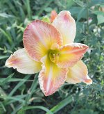 Hybrid.daylily.brighter.due.to.ambient.light.jpg