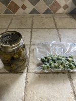 sprouts.jpg