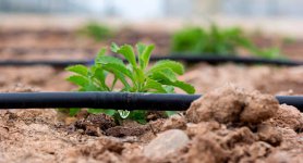 drip_irrigation.jpg