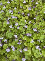 IMG_2333.jpeg