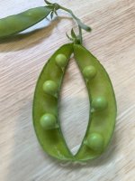 IMG_8459.jpeg