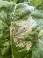 IMG_6989.jpeg