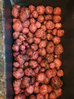 51.lb Potato july 2nd.jpg