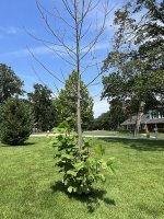 Nellie-Poplar.jpg