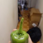 pepper 2.jpg