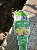 Yellow  Bell 2.jpeg