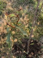IMG_4941.jpeg