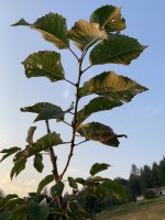 IMG_4942.jpeg