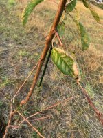 IMG_4945.jpeg